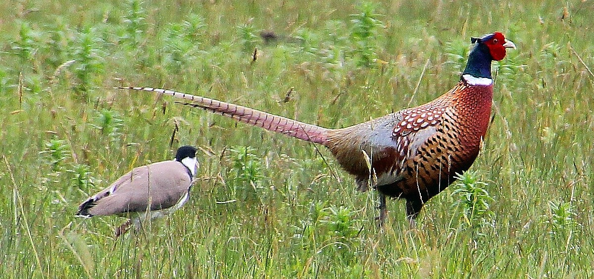 2 birds 2 birds